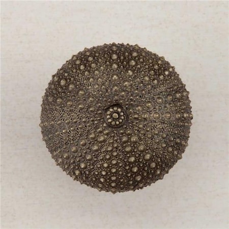 Acorn Mfg Acorn Manufacturing DP7AP Artisan Collection Sea Urchin Knob; Antique Brass DP7AP